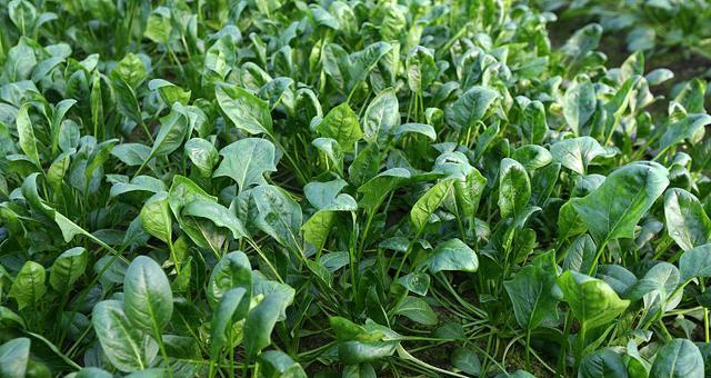 如何种植健康美味的菠菜（时间、种植方法、养护技巧一应俱全）