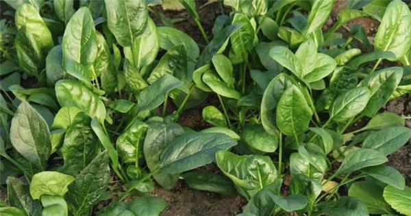 如何种植健康美味的菠菜（时间、种植方法、养护技巧一应俱全）
