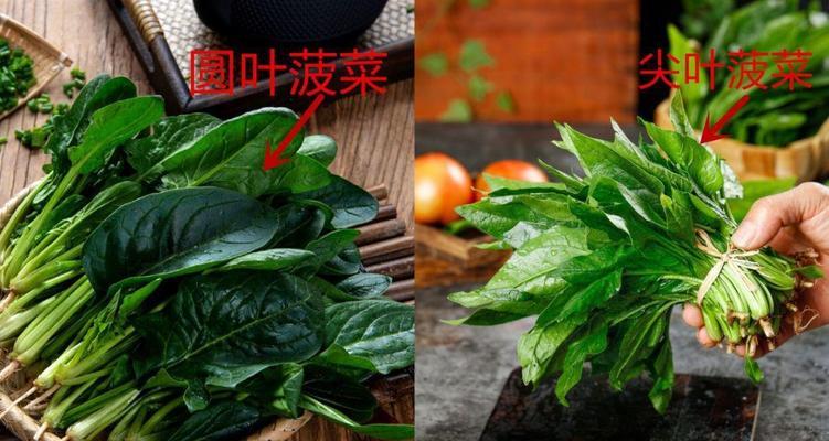 菠菜冬天会冻死吗（探究菠菜的耐寒能力及保护方法）