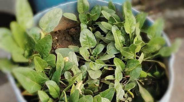 菠菜种植的浇水要点（多久浇一次水）