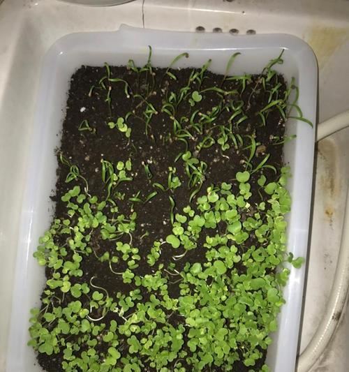 从菠菜种子到芽苗的生长过程（探究菠菜发芽出苗到成长的时间及技巧）