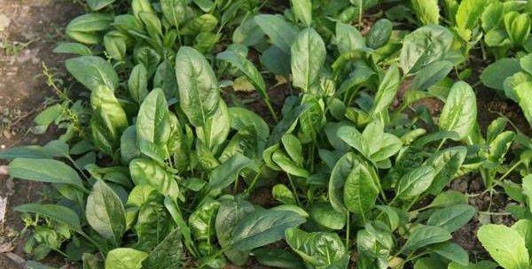 菠菜种植的最佳月份（如何选择种植时间来获得更好的收成）