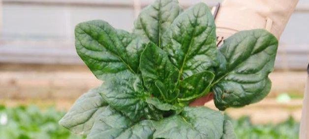 菠菜开花了还能吃吗（解析菠菜开花对食用的影响及注意事项）