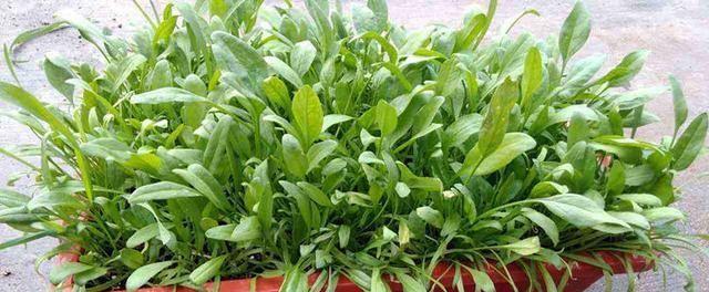 菠菜耐寒温度解析（菠菜在低温下的生长适宜温度及适宜措施）