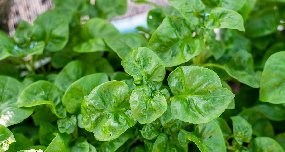 菠菜耐寒温度解析（菠菜在低温下的生长适宜温度及适宜措施）