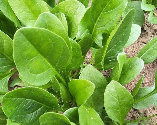 揭秘菠菜的生长特征与营养价值（揭秘菠菜的生长特征与营养价值）