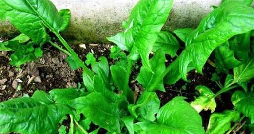 揭秘菠菜的生长特征与营养价值（揭秘菠菜的生长特征与营养价值）