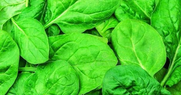 菠菜的生物分类及特点（揭秘菠菜的双子叶植物身份及营养成分）