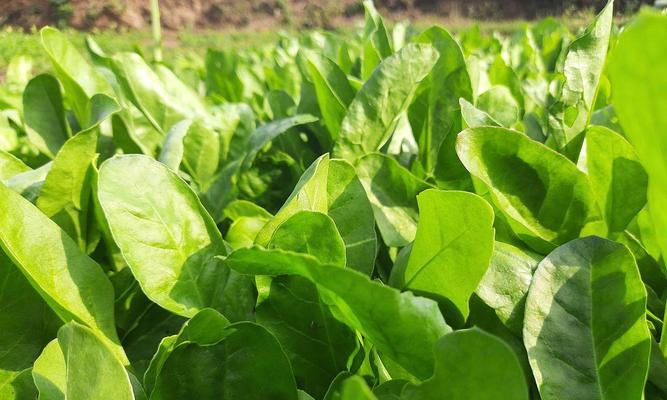 探秘菠菜的植物类型（从形态、生长特点到营养成分）
