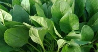 探秘菠菜的植物类型（从形态、生长特点到营养成分）