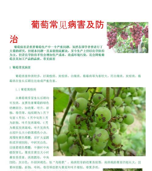 菠菜炭疽病的发病原因及治疗方法探究（菠菜炭疽病的发病原因及治疗方法探究）