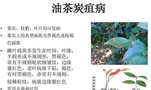 菠菜炭疽病的发病原因及治疗方法探究（菠菜炭疽病的发病原因及治疗方法探究）