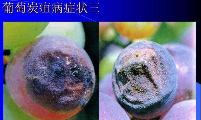 菠菜炭疽病的发病原因及治疗方法探究（菠菜炭疽病的发病原因及治疗方法探究）