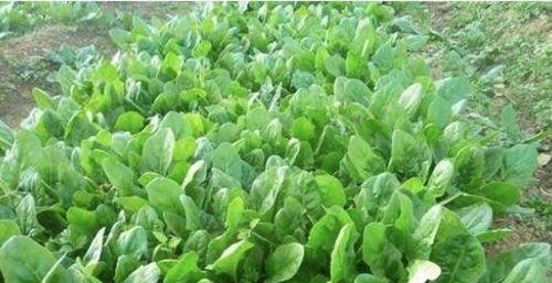 夏季菠菜种植攻略（如何在炎热的夏天种出新鲜的菠菜）