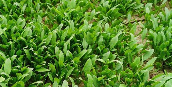 冬菠菜的种植与管理（时间）