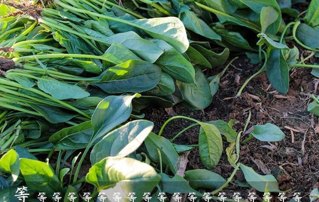 菠菜种子的来源及培育方法（菠菜种子的采集）