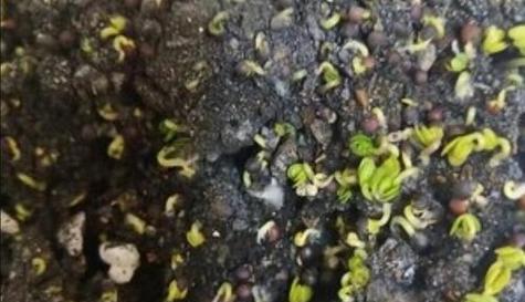 菠菜籽如何快速发芽出苗（掌握泡种方法）