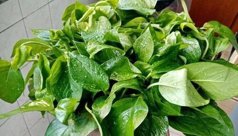 如何科学浇菠露水（几天一次）