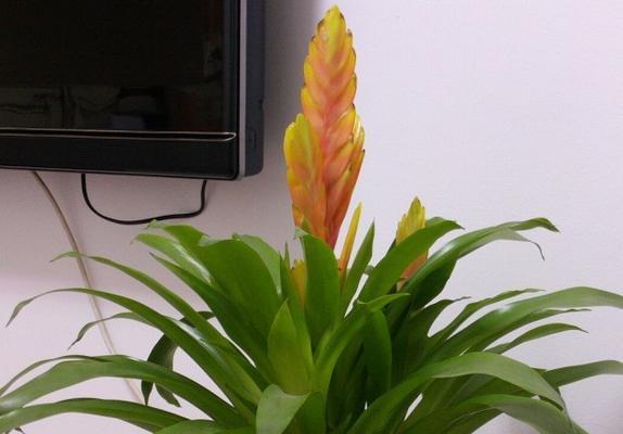 菠萝催花技巧详解（掌握催花时间和方法）