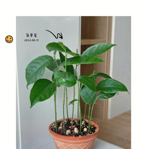 揭秘菠萝种子的形态（菠萝种子的特征及成分）