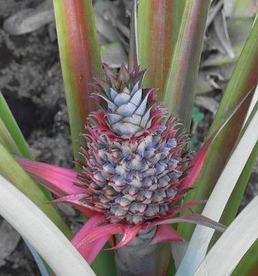 如何养好菠萝花(菠萝花的栽培技巧与注意事项)