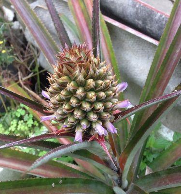 如何养好菠萝花（菠萝花的栽培技巧与注意事项）