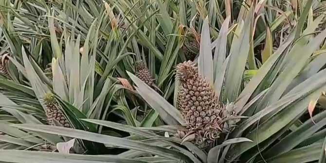 菠萝开花结果全攻略（几年开花结果）