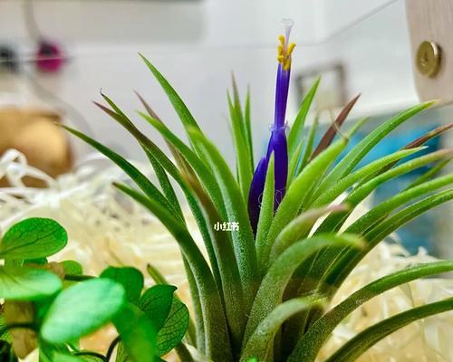 菠萝开花结果全攻略（几年开花结果）