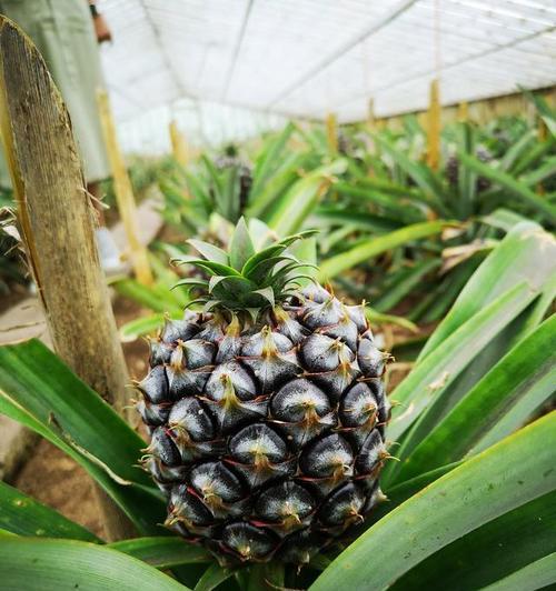 菠萝上市时间及成熟季节（掌握菠萝成熟期）