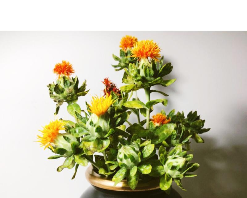 菠萝菊的水养指南（用水喂养）