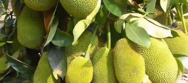 菠萝蜜北方种植指南（适合北方种植的品种）