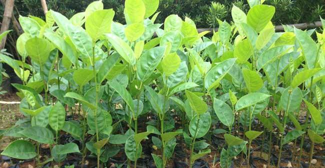 菠萝蜜北方种植指南（适合北方种植的品种）