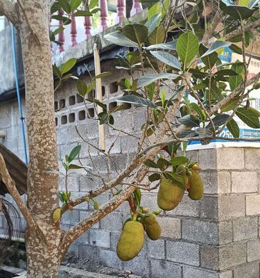 菠萝蜜果期及其养护管理方法（了解菠萝蜜果期）