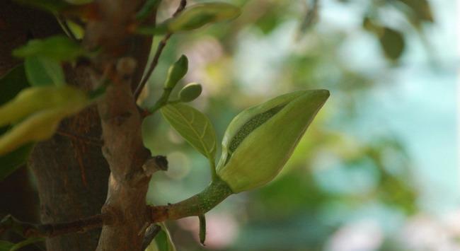 菠萝蜜的生长特点及花果期（探寻菠萝蜜生长之谜）