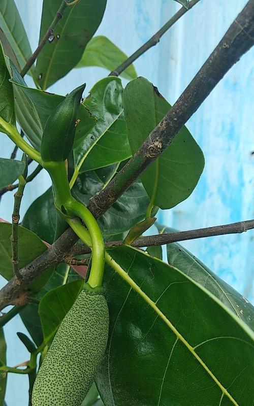 在家门口种菠萝蜜（菠萝蜜种植技巧和收获经验）