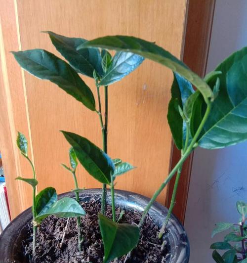 菠萝蜜盆栽几年结果（盆栽菠萝蜜的种植技巧及成果）