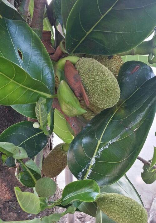 菠萝蜜生长温度对果实品质的影响（适宜温度下的果实品质）