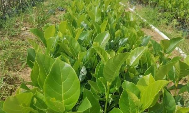 菠萝蜜施什么肥最好（科学施肥）
