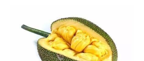 如何判断菠萝蜜是否熟透（菠萝蜜熟透的特征及判断方法）