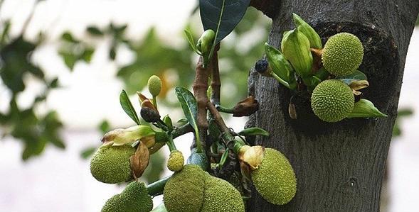 如何判断菠萝蜜是否熟透（菠萝蜜熟透的特征及判断方法）