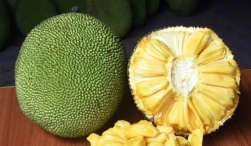 如何快速催熟菠萝蜜——掌握最佳方法（菠萝蜜催熟必备技巧）