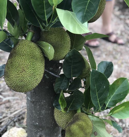 菠萝蜜长什么样子（菠萝蜜外形全解析）