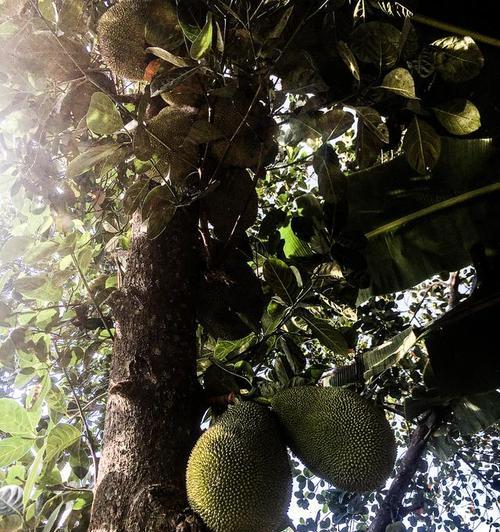 探秘菠萝蜜的生长环境（菠萝蜜成长的土壤）