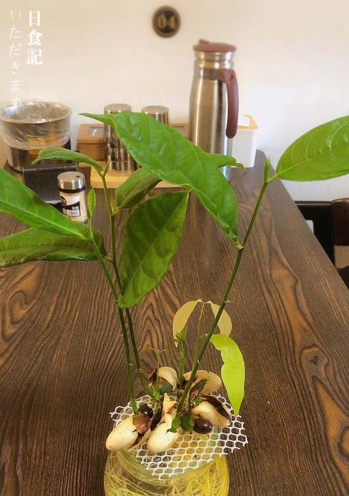 探究菠萝蜜种子发芽的时间（菠萝蜜种子发芽的步骤和注意事项）
