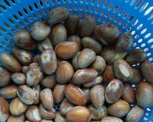 菠萝蜜种子是否可以食用（探讨菠萝蜜种子的食用价值与安全性）