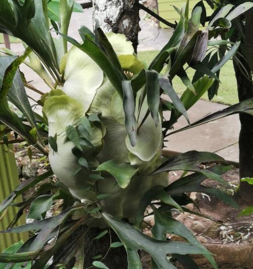 菠萝树冬季保护指南（冻死还是能活）