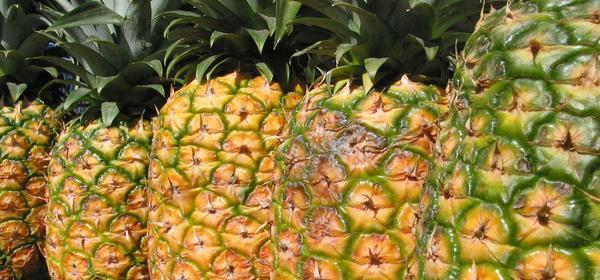 菠萝树冬季保护指南（冻死还是能活）