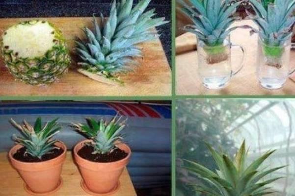 菠萝水培好还是土培好（菠萝种植方式对比）