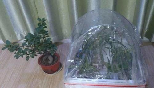 菠萝怎么过冬？防冻过冬管理要点详解