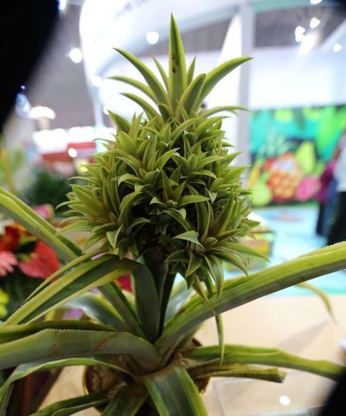 菠萝怎么过冬？防冻过冬管理要点详解